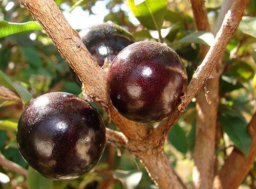 Виноградное дерево, Jabuticaba