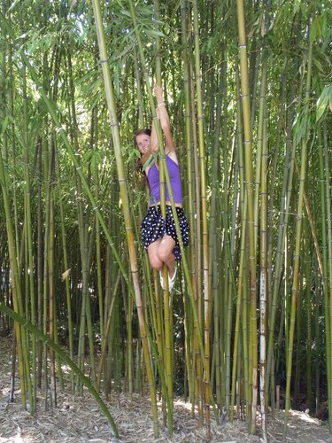 в бамбуковых зарослях