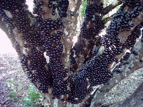 Виноградное дерево, Jabuticaba