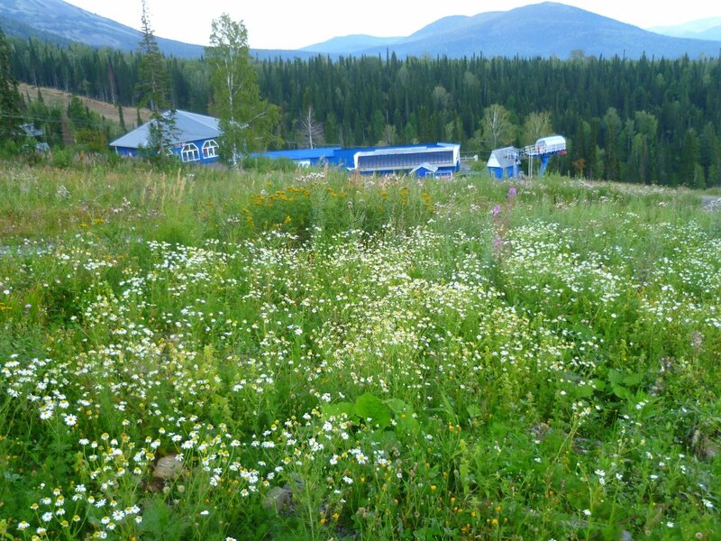 Россия, Шерегеш (Russia, Sheregesh), ромашки