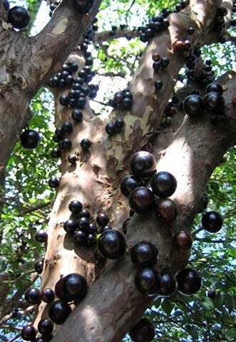 Виноградное дерево, Jabuticaba