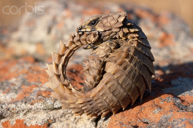 Armadillo Lizard