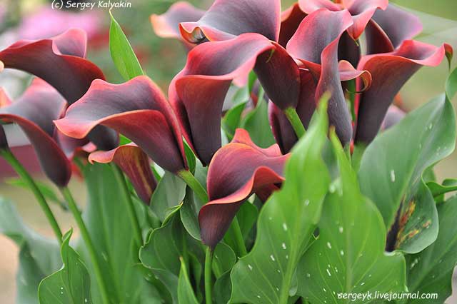 Zantedeschia Eyeliner (2).JPG