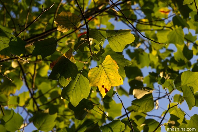 Листья, немного напоминающие клен