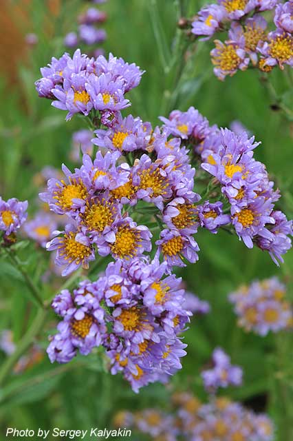 Aster tataricus Jindai.JPG