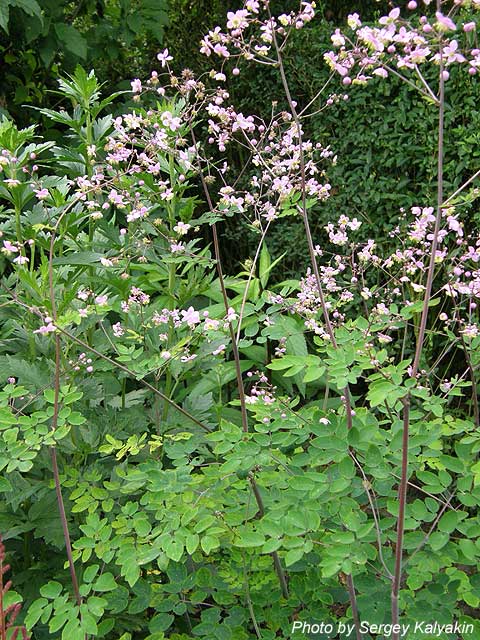 Thalictrum rochebrunianum (2).JPG