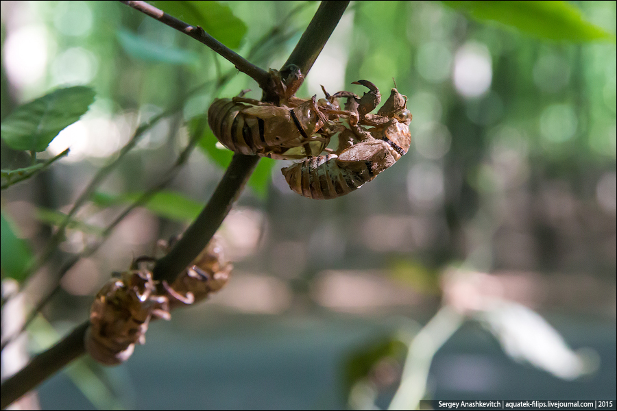 Cicada septemdecim