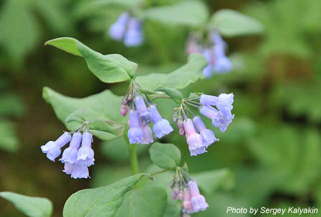 Mertensia virginica (2).JPG