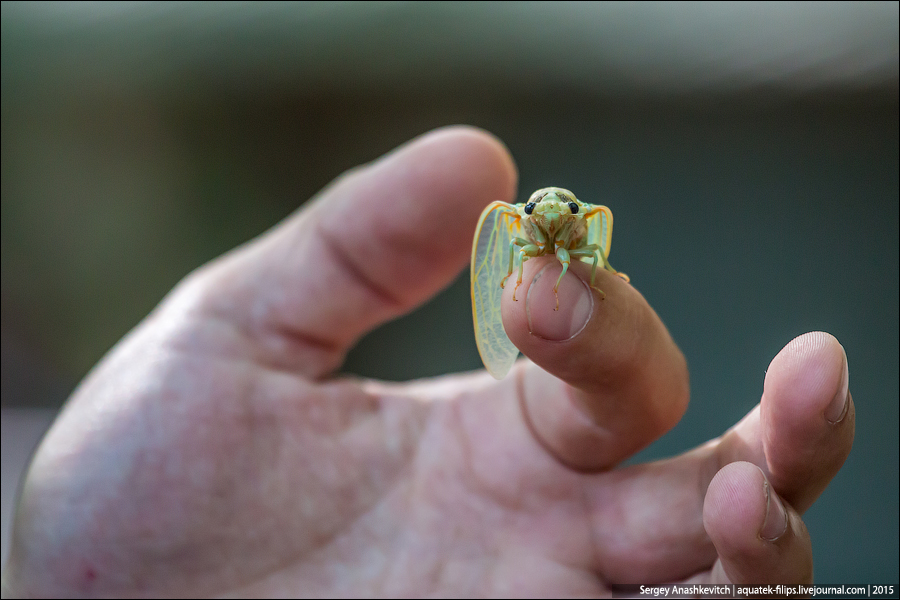 Cicada septemdecim