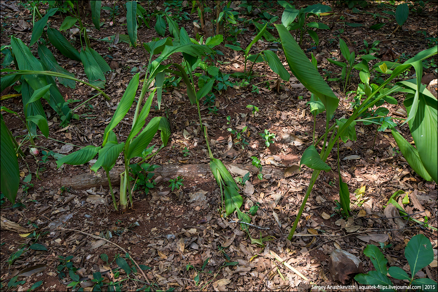 Ферма специй на Занзибаре / Spice farm in Zanzibar