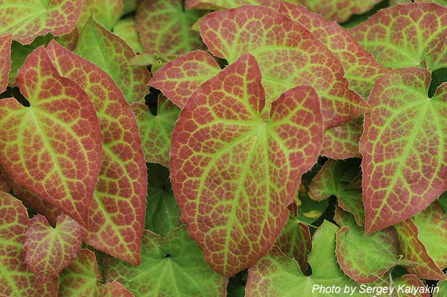 Epimedium grandiflorum.JPG