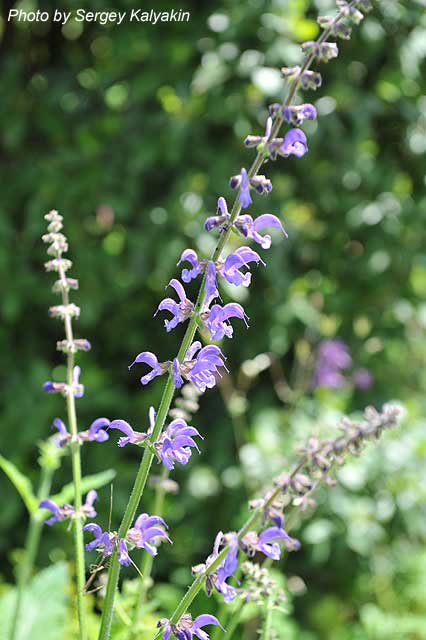 Salvia azurea Grandiflora (2).JPG