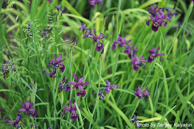 Iris chrysographes.JPG