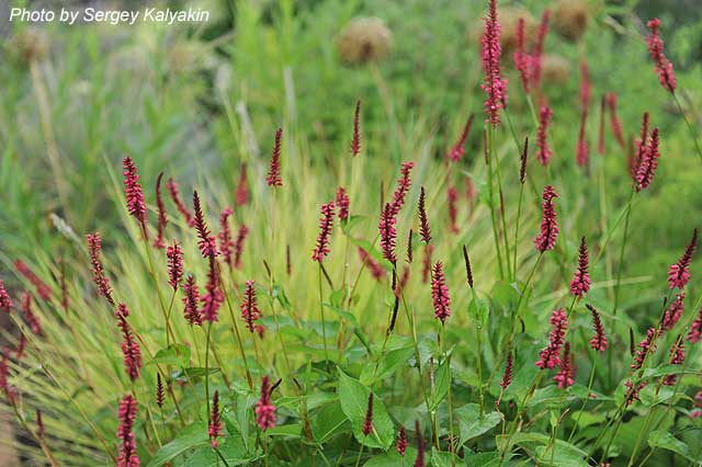 Persicaria amplexicaulis Summerdance (1).JPG