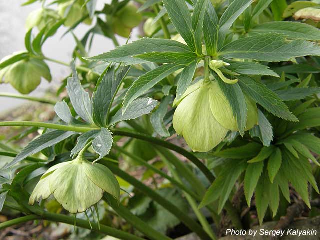 Helleborus multifidus.JPG