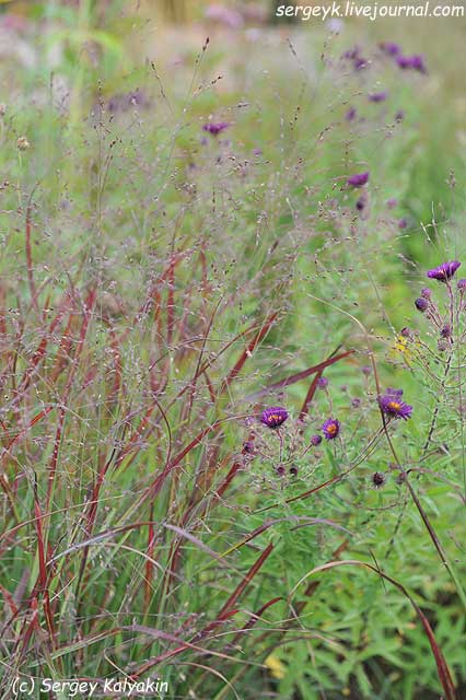 Panicum virgatum (15).JPG