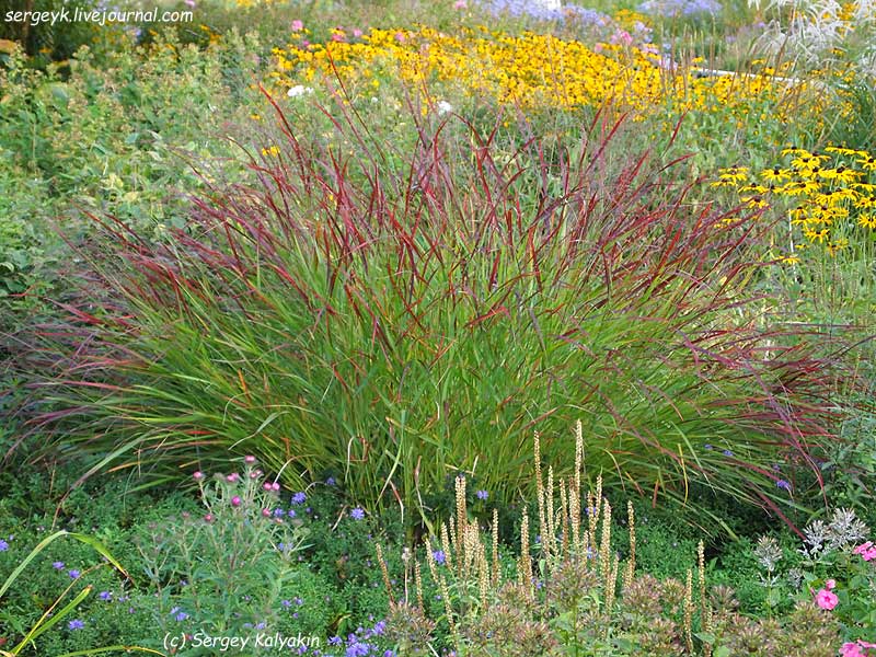 Panicum Virgatum Shenandoah (3).JPG