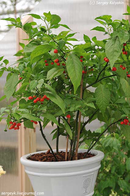 Capsicum frutescens Dragons Breath (3).JPG