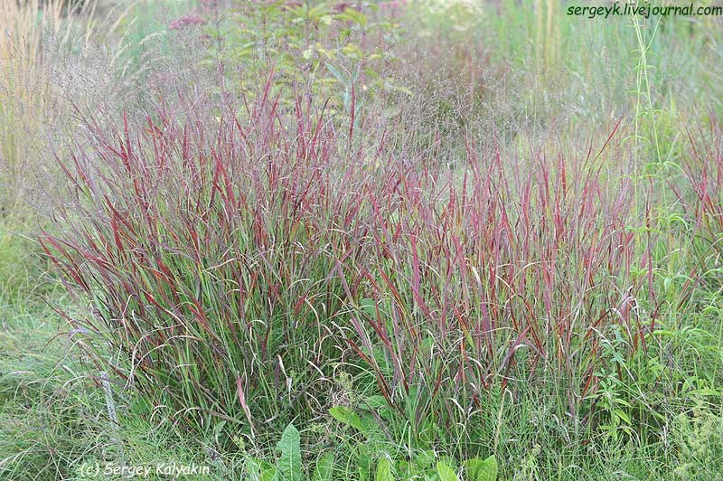 Panicum virgatum (2).JPG