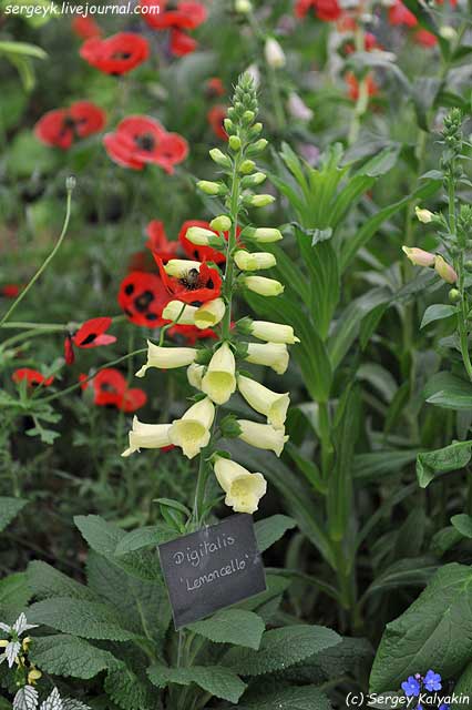 Digitalis Lemoncello (2).JPG