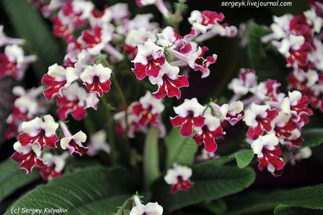 Streptocarpus Titania.JPG