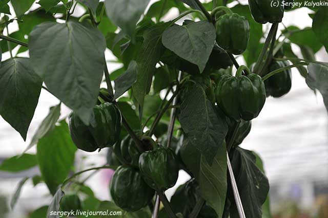 Capsicum annuum subsp grossum Popti (2).JPG