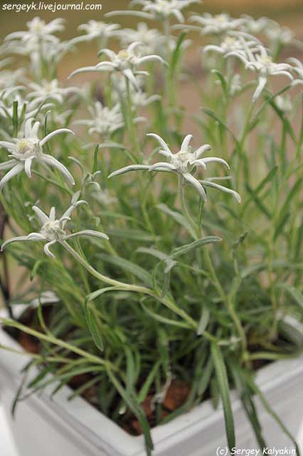 Leontopodium nivale subsp alpinum Blossom of Snow (2).JPG