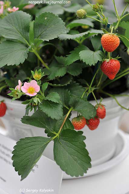 Fragaria Just Add Cream (2).JPG