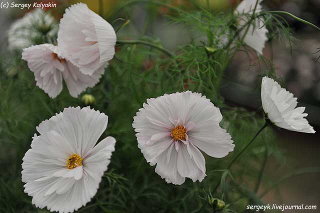 Cosmos bipinnatus Cupcakes Blush (2).JPG