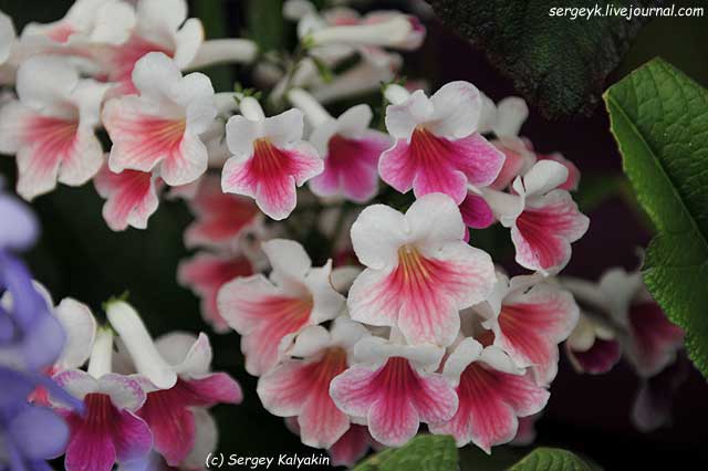 Streptocarpus Sweet Rosy (2).JPG