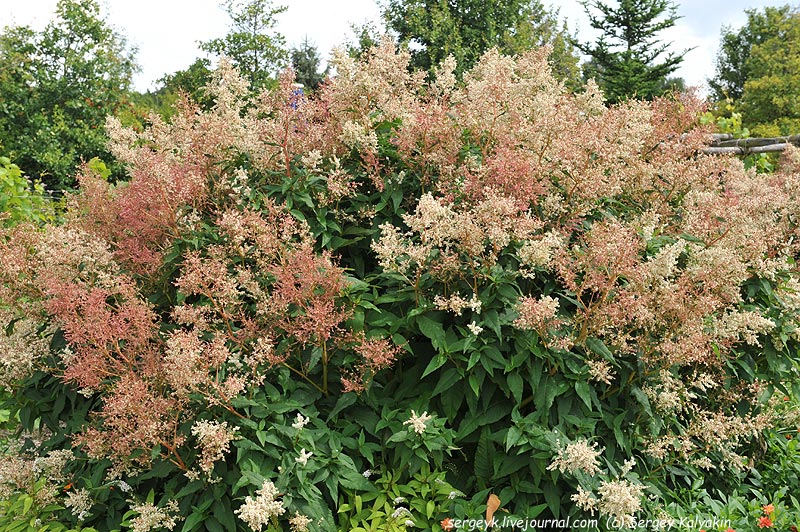 Polygonum polymorfum (10).JPG