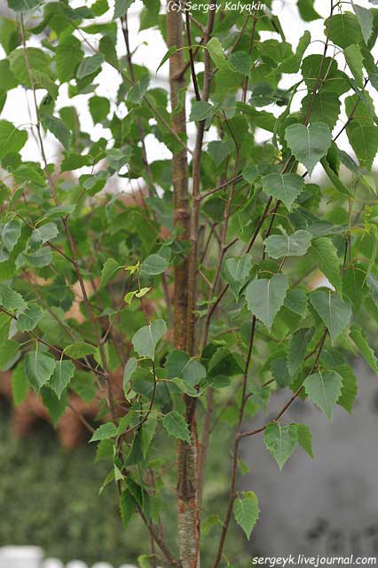 Betula pendula Fastigiata Joes (2).JPG