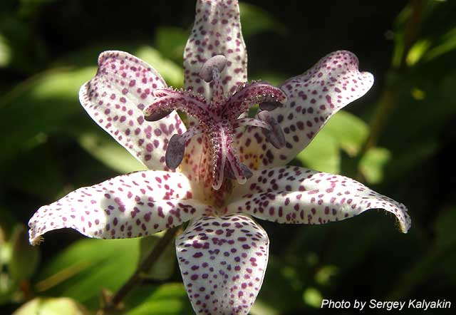 Tricyrtis formosana.JPG