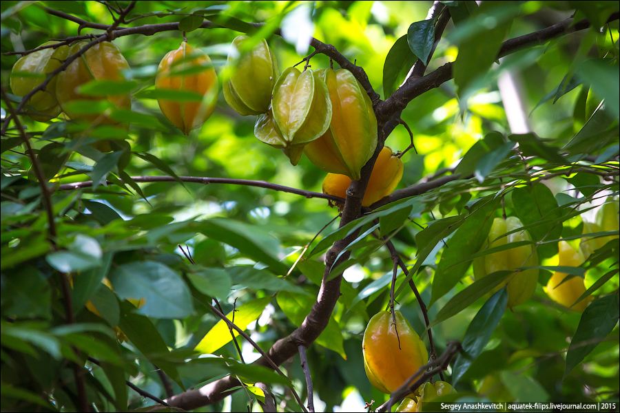 Ферма специй на Занзибаре / Spice farm in Zanzibar