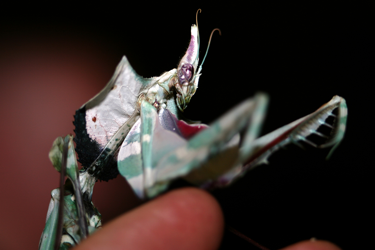 Богомол Чёртов цветок (Idolomantis diabolica)