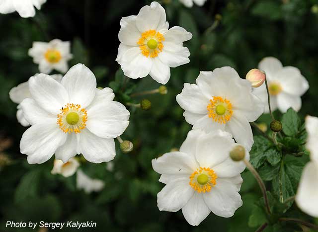 Anemone Honorine Jobert (4).JPG