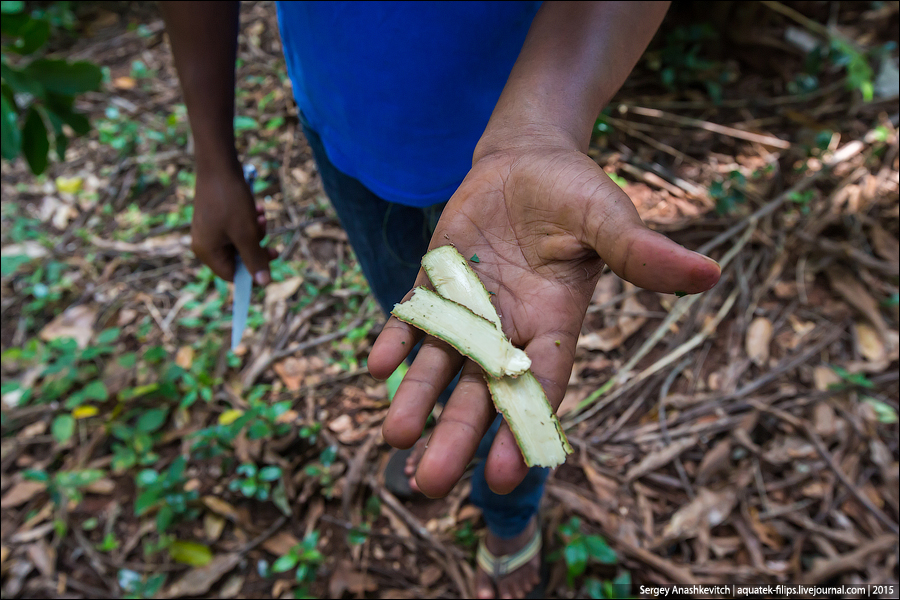 Ферма специй на Занзибаре / Spice farm in Zanzibar