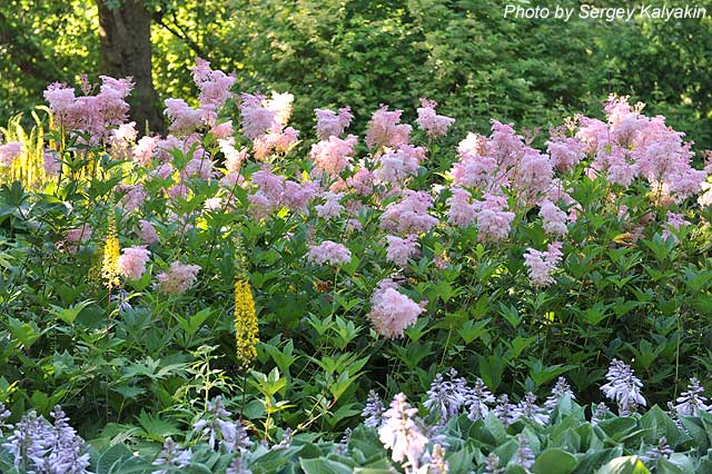 Filipendula rubra Venusta.JPG