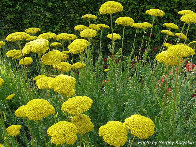 Achillea filipendulina Parker&apos;s Variety (3).JPG