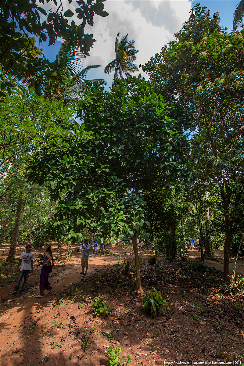 Ферма специй на Занзибаре / Spice farm in Zanzibar