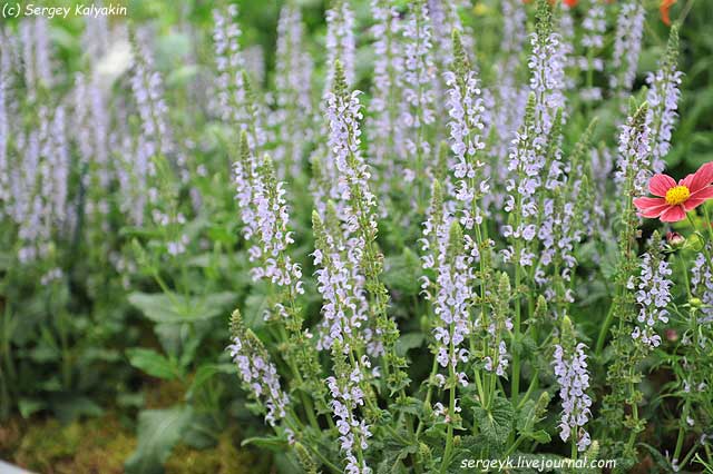 Salvia nemorosa Crystal Blue (2).JPG