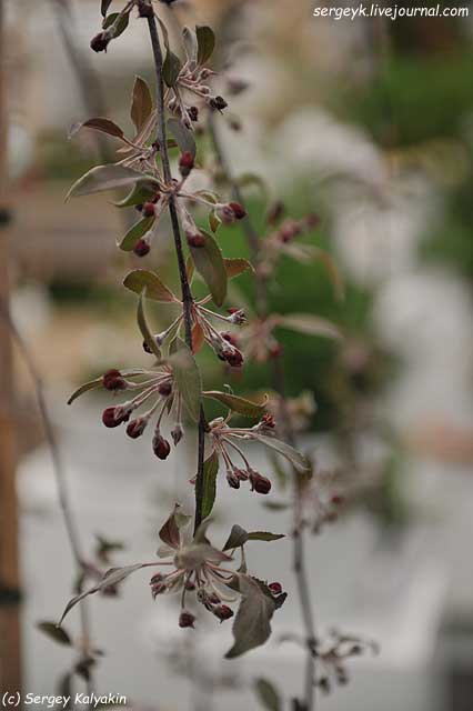 Malus purpurea Crimson Cascade (2).JPG