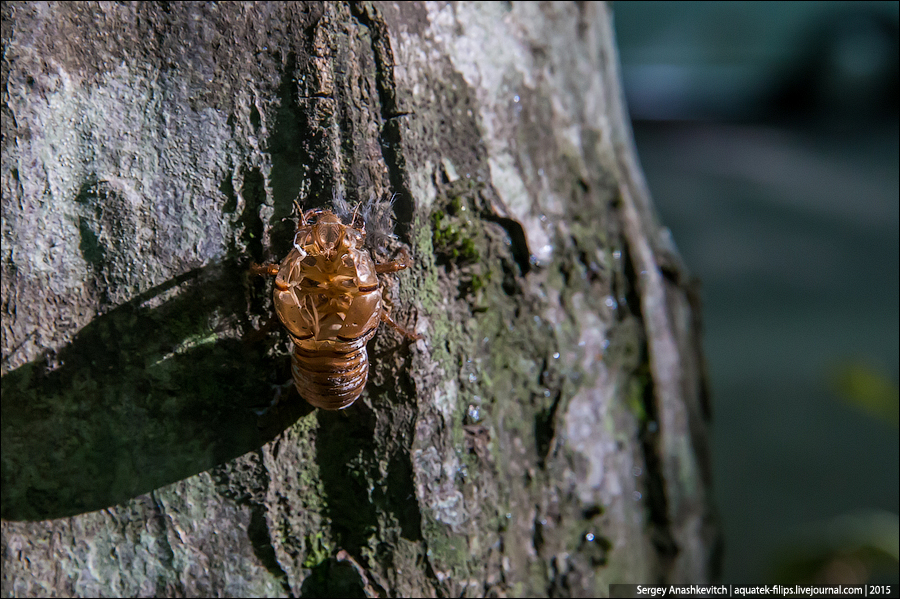 Cicada septemdecim