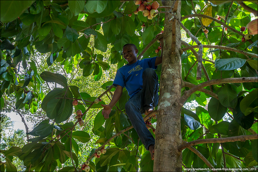 Ферма специй на Занзибаре / Spice farm in Zanzibar