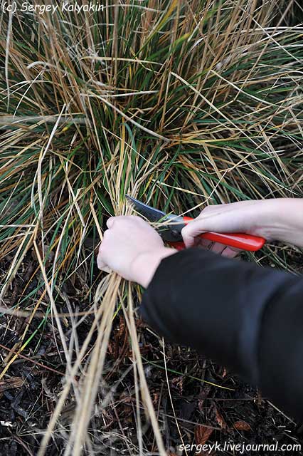 Deschampsia caespitosa (3).JPG