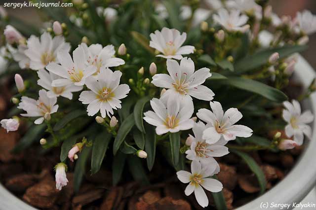 Lewisia longipetala Little Snowberry.JPG