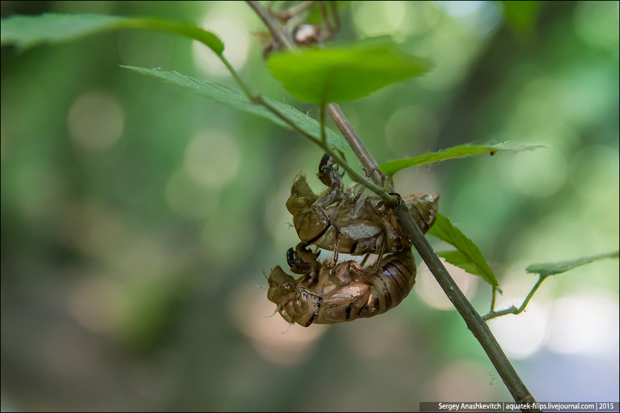 Cicada septemdecim