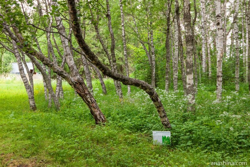 Карельская береза, заповедник "Кивач"