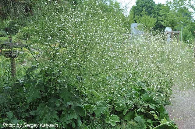 Crambe cordifolia (38).jpg