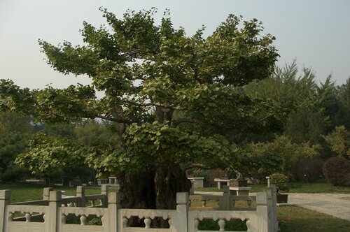 Бонсай гинкго. Ботанический сад Пекина